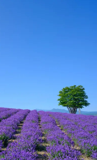 日本北海道